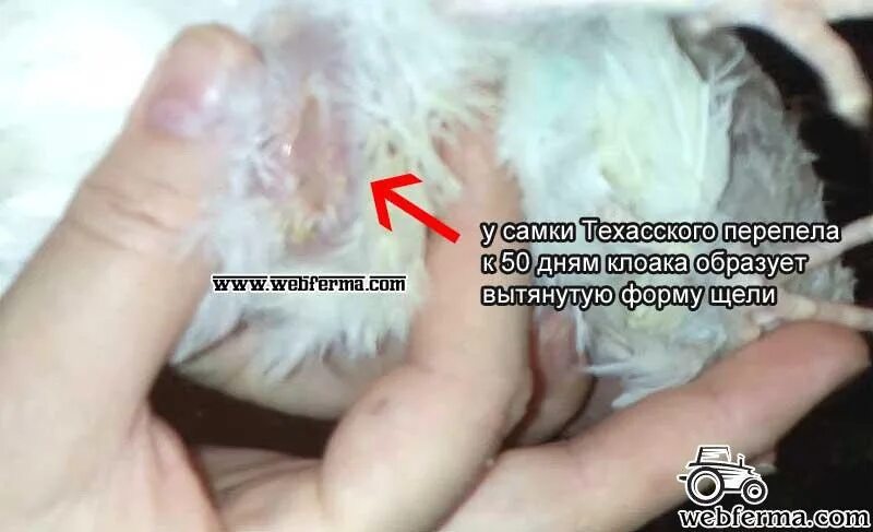 У молодых цыплят нет заметных половых различий