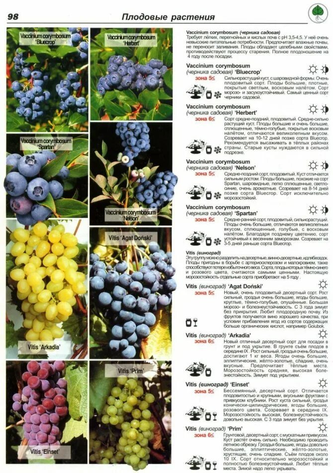 Какие сорта винограда для вина. Таблица сортов винограда с характеристиками. Таблица созревания технических сортов винограда. Таблица морозостойких сортов винограда. Таблица ранних сортов винограда.