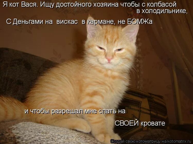 про кота васю. смешной кот вася. про кота васю. про кота васю. кот смешной васька.