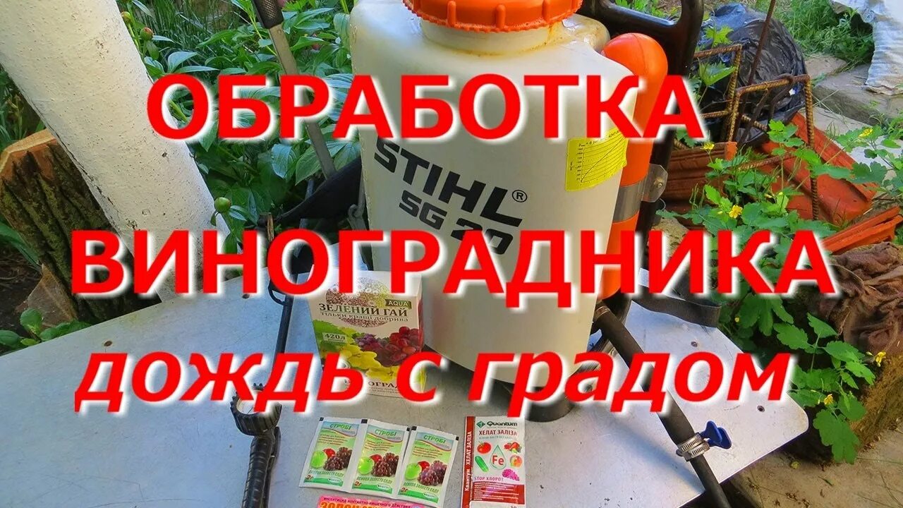 Обработка винограда после снятия укрытия. Защита виноградника от дождя и града. листья винограда после града фото. виноград после града что делать.