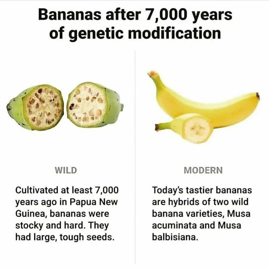 Банан Бальбиса. Genetically modified food Worksheet. Genetic modified food плюсы и минусы. Гинея банан.