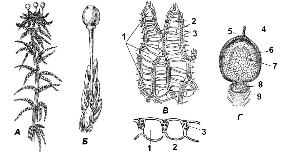 Спермий мха. Спорогон сфагнума. Сфагнумлен строение. Строение спорофита сфагнума. Сфагнум ризоиды.