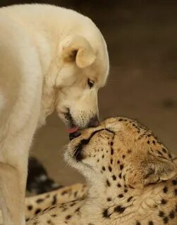 Love animals