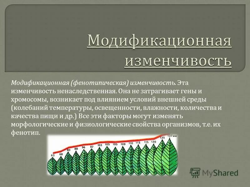 Примеры модификационной изменчивости