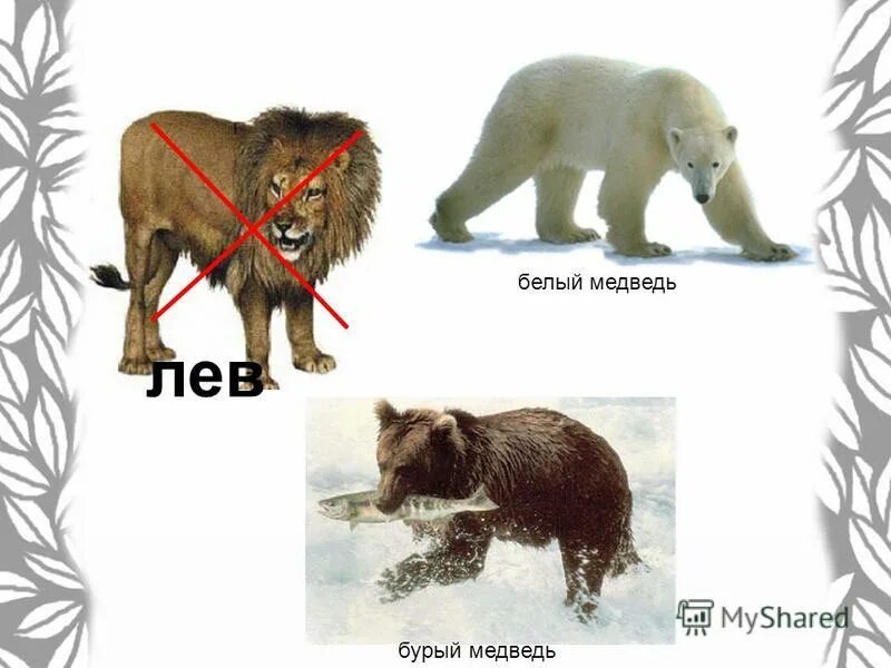 Какой медведь сильнее. Белый медведь и Лев. Лев и медведь. Бурый медведь и Лев. Белый и бурый медведь.