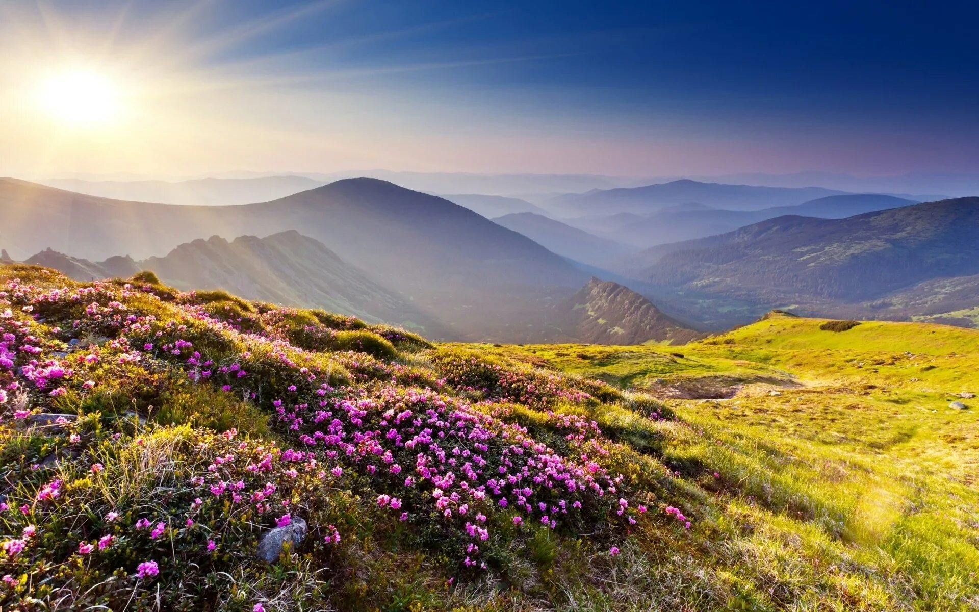 Горный Алтай Альпийские Луга. Альпийские Луга новая Зеландия. Цветы Алтая горы Вереск. Восход солнца горы Альпийские Луга. Обои на рабочий стол горы весной