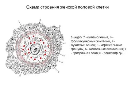 Женских половых клеток яичников