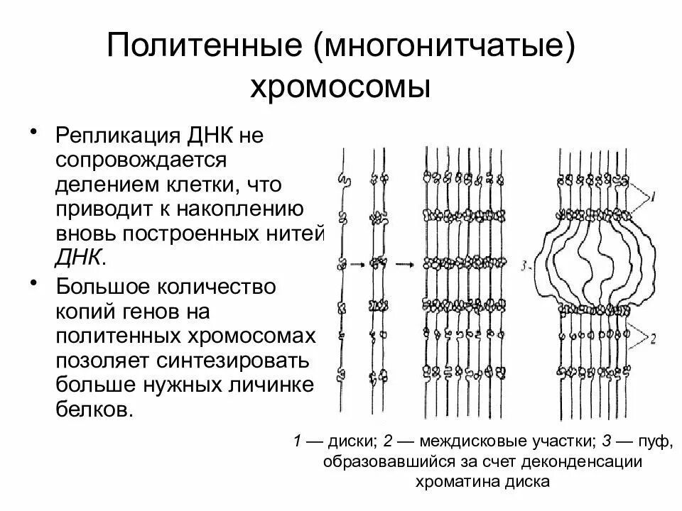 Схема строения политенной хромосомы. Политенные хромосомы строение. Функции политенных хромосом. "Препарат политенные хромосомы хирономуса". Кольцевая 4 хромосома