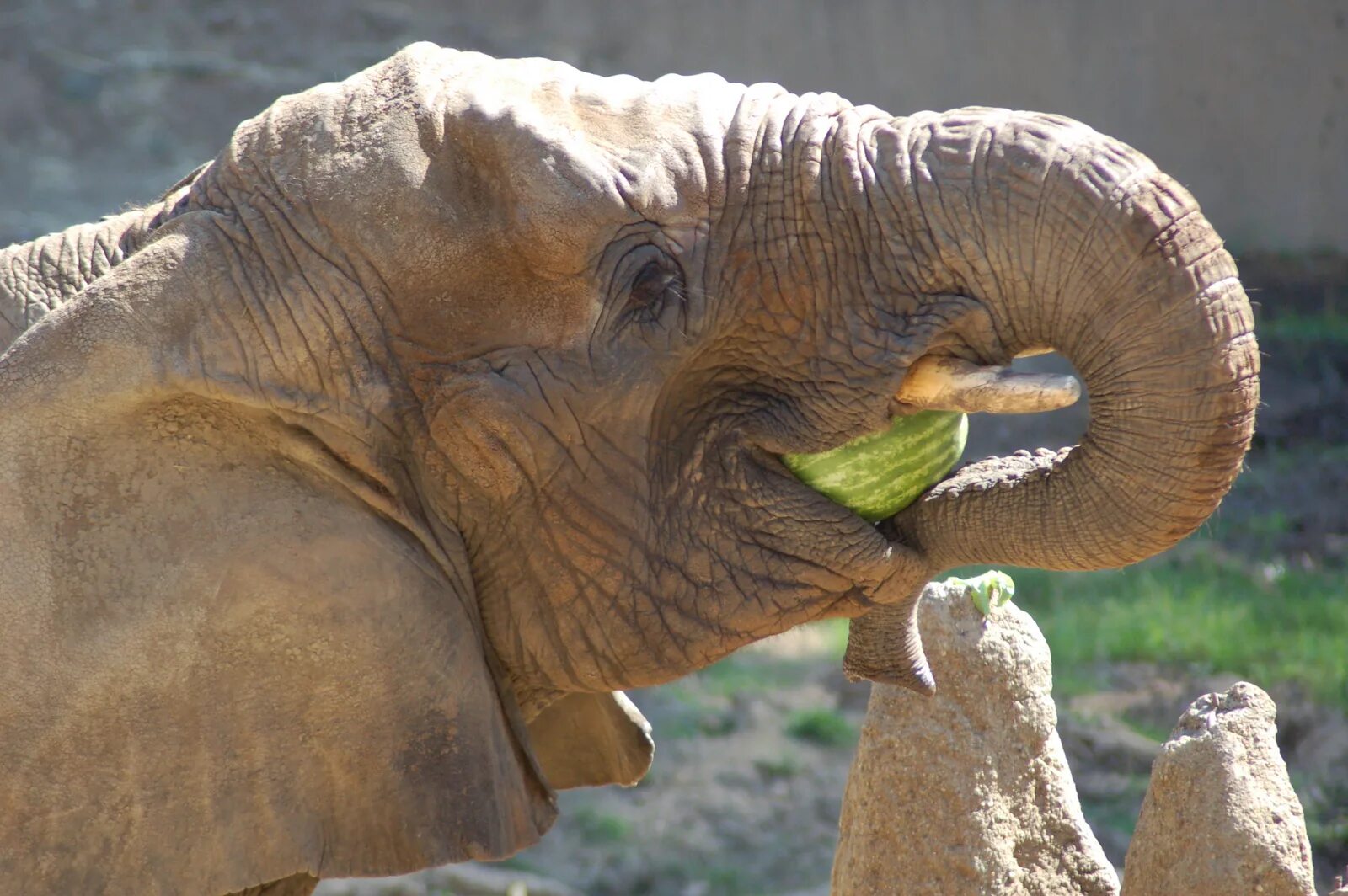 Животное ис. Животные 15. Человеческий зоопарк фото. What Elephant eat.