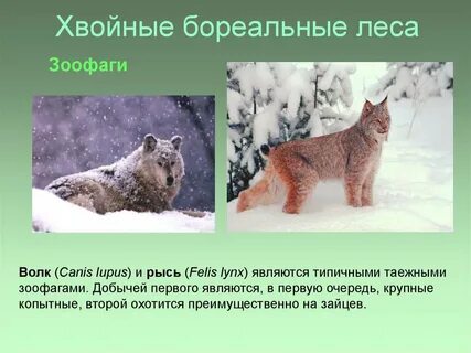 Зоофаги