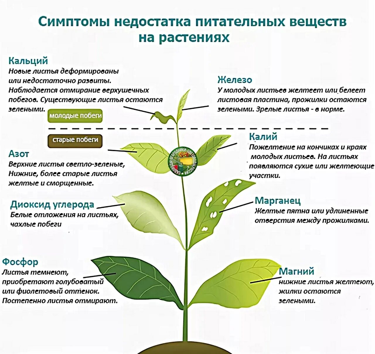 Как отражается недостаток. Нехватка микроэлементов у растений по листьям. Нехватка микроэлементов у растений по листьям таблица. Признаки нехватки элементов питания у растений. Нехватка питательных веществ у растений.