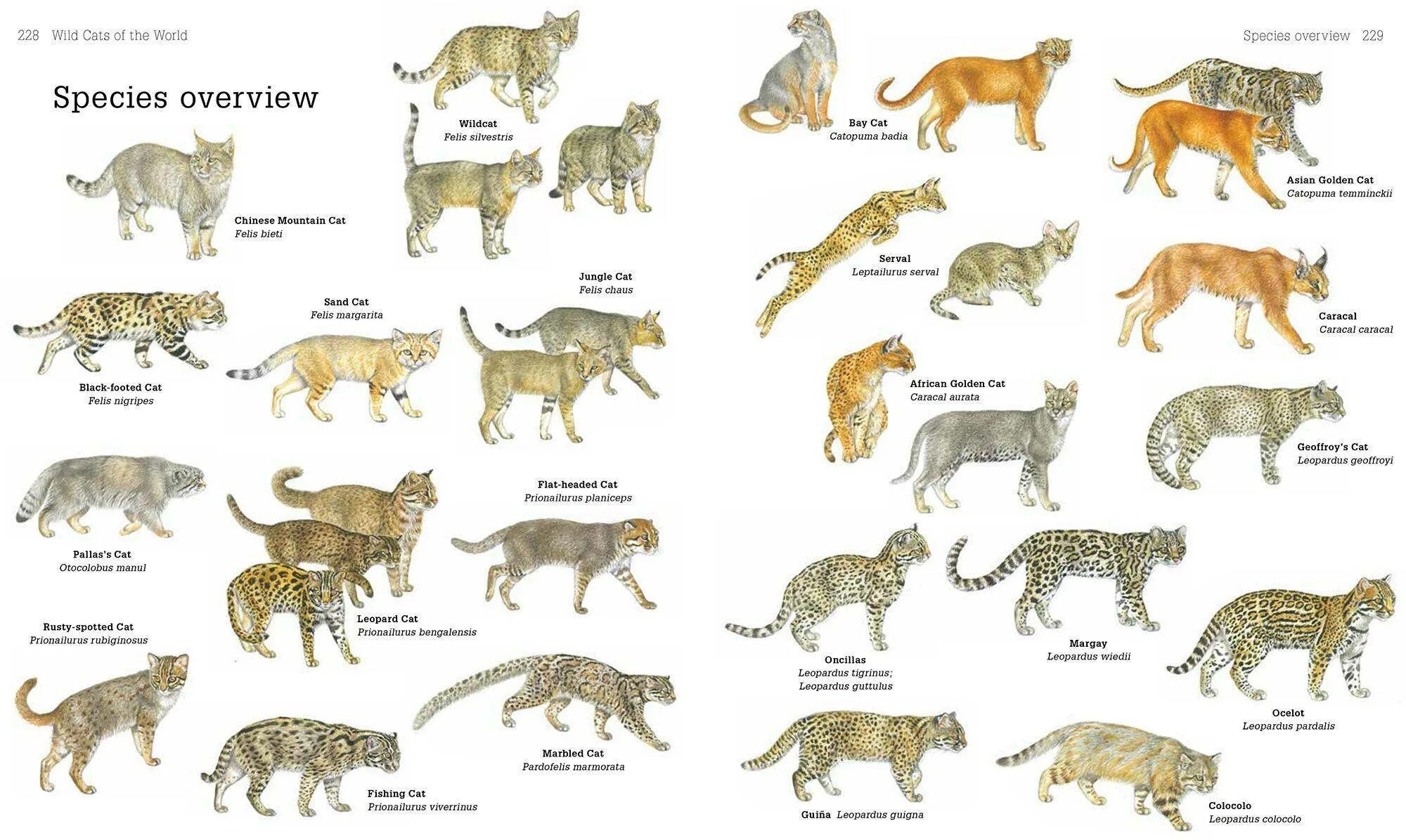 Дикие кошки список. Кошачьи семейство отряда хищных. Ареал обитания семейства кошачьих. Семейство кошачьих таблица. Хищные представители семейства кошачьих.