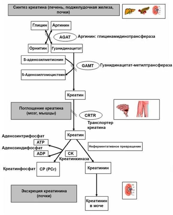 Патогенез повышения креатинина. Причины повышения креатинина. Повышение креатинина в крови. Креатинин патологии биохимия. Что показывает креатинин в биохимическом