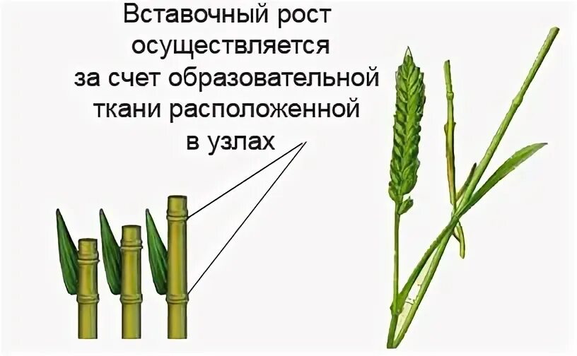 Вставочный рост злаковых