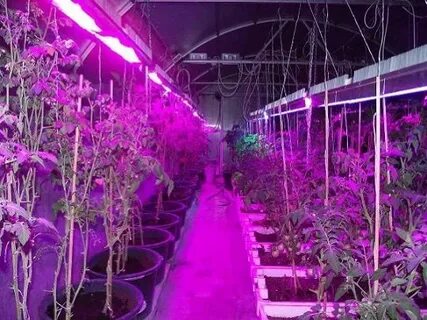 Какие лампы используют для выращивания