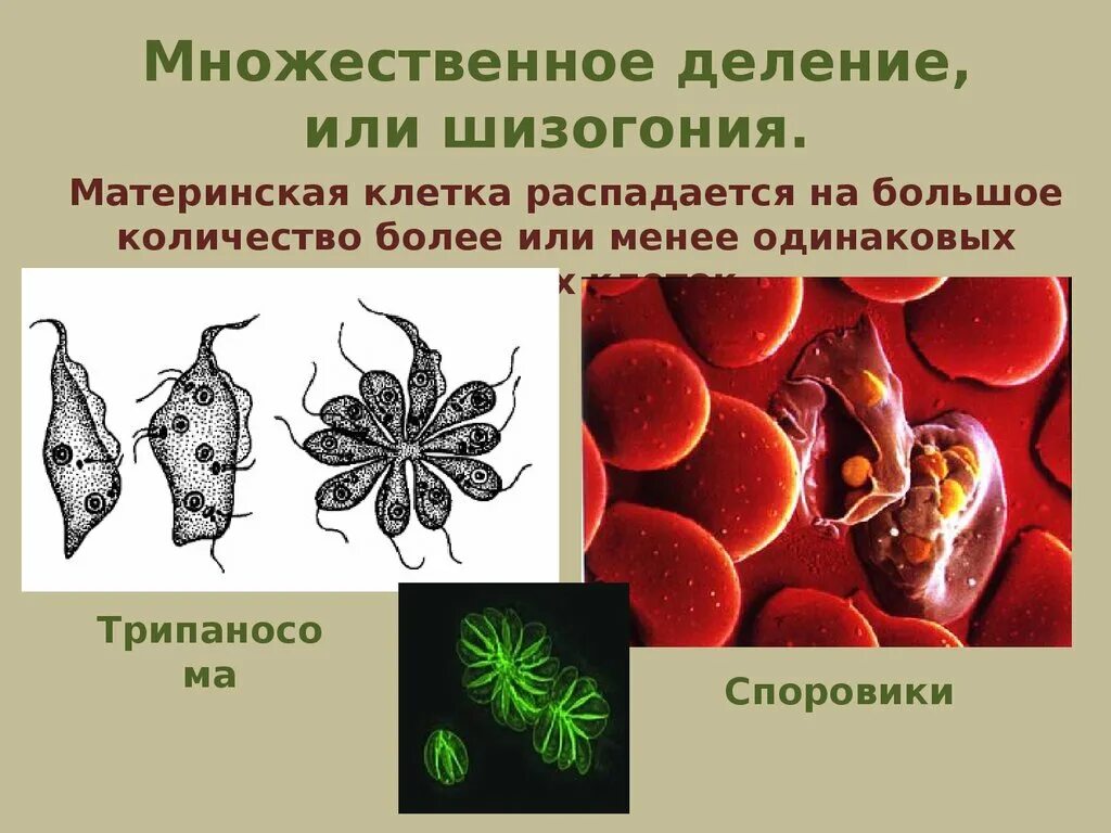 Шизогония трипаносомы. Множественное деление клетки шизогония. Способы бесполого размножения шизогония примеры. Множественное деление шизогония. Множественный организм