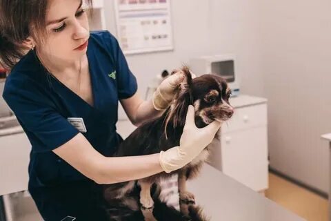 Приступ астмы у кошки