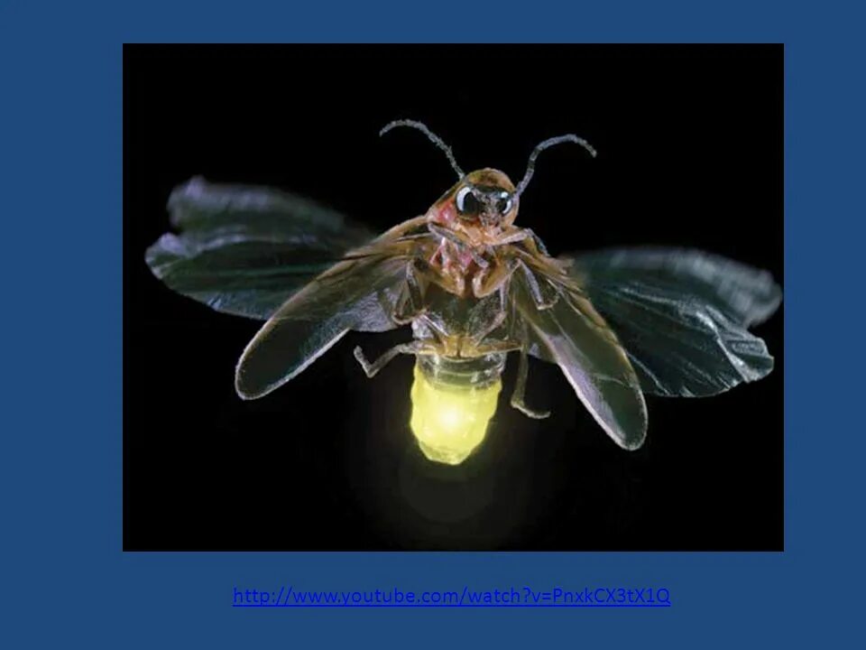 светлячок насекомое. светлячок жук. научные факты о светлячках. загадка про светлячка для детей. светлячок жучок.