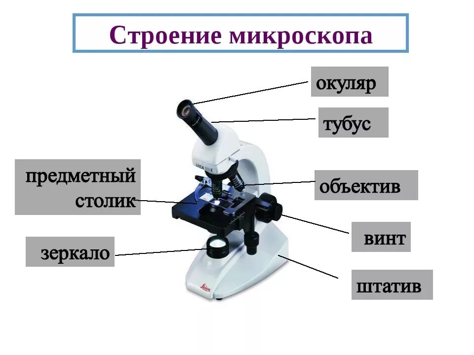 Из чего состоит микроскоп схема. Биология 5 кл строение микроскопа. Строение микроскопа 5 класс. Из чего состоит микроскоп 5.