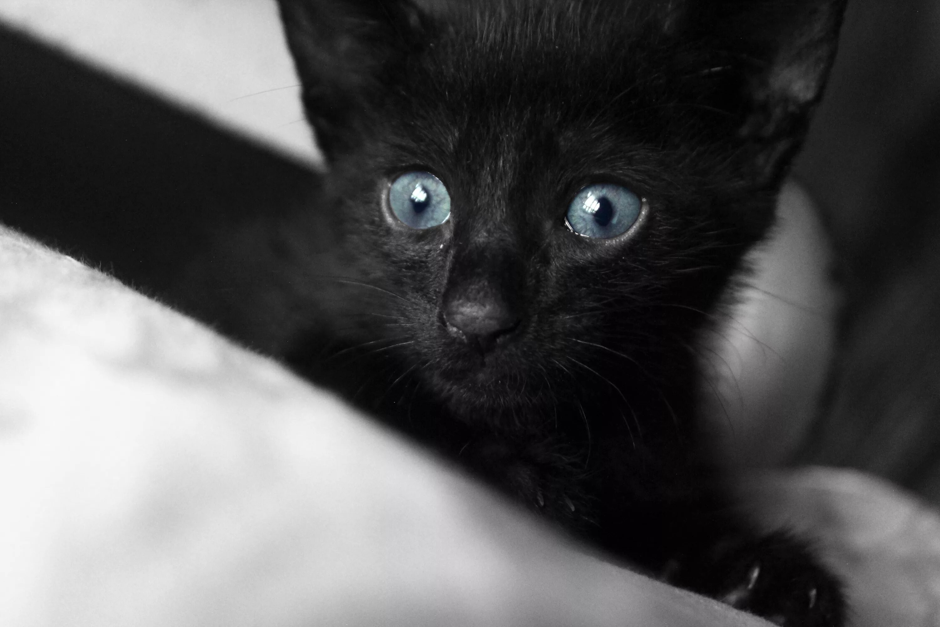 Бомбейская кошка черная котенок. Бомбейская кошка с голубыми глазами. Чёрный котёнок с голубыми глазами. Черная кошка с голубыми глазами порода. Какие черные котята есть