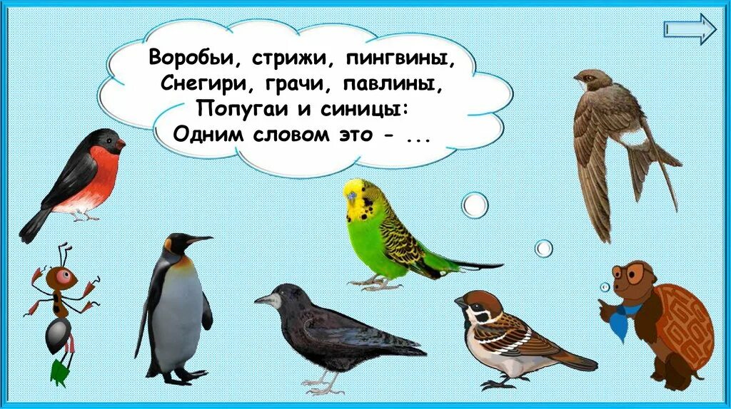 оседлые зимующие птицы. где зимуют птицы 1 класс окружающий мир. где зимуют птицы. перелетные птицы 2 класс окружающий мир плешаков. зимующие птицы презентация.