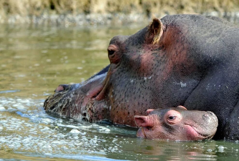 Сколько детенышей бегемота родилось. Гиппопотам и Бегемот. Гиппопотам the Hippopotamus, 2017. Обыкновенный Бегемот. Детеныш бегемота.