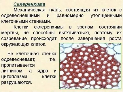 В каких частях располагаются механические ткани
