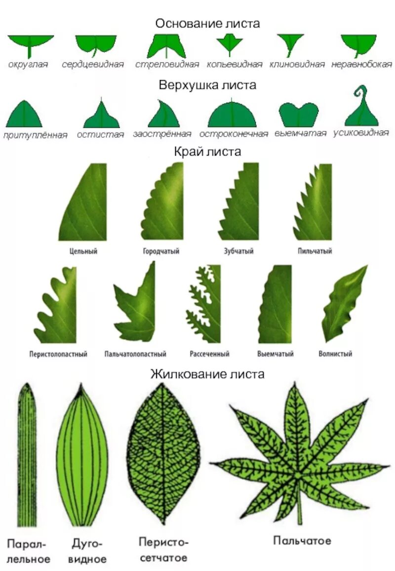 Листья расположены вертикально. Тип,жилкование,форма,,край листа. Типы формы листа край листа и жилкование. Типы листьев край листа. Формы листовых пластинок, край листовых пластинок, жилкование.