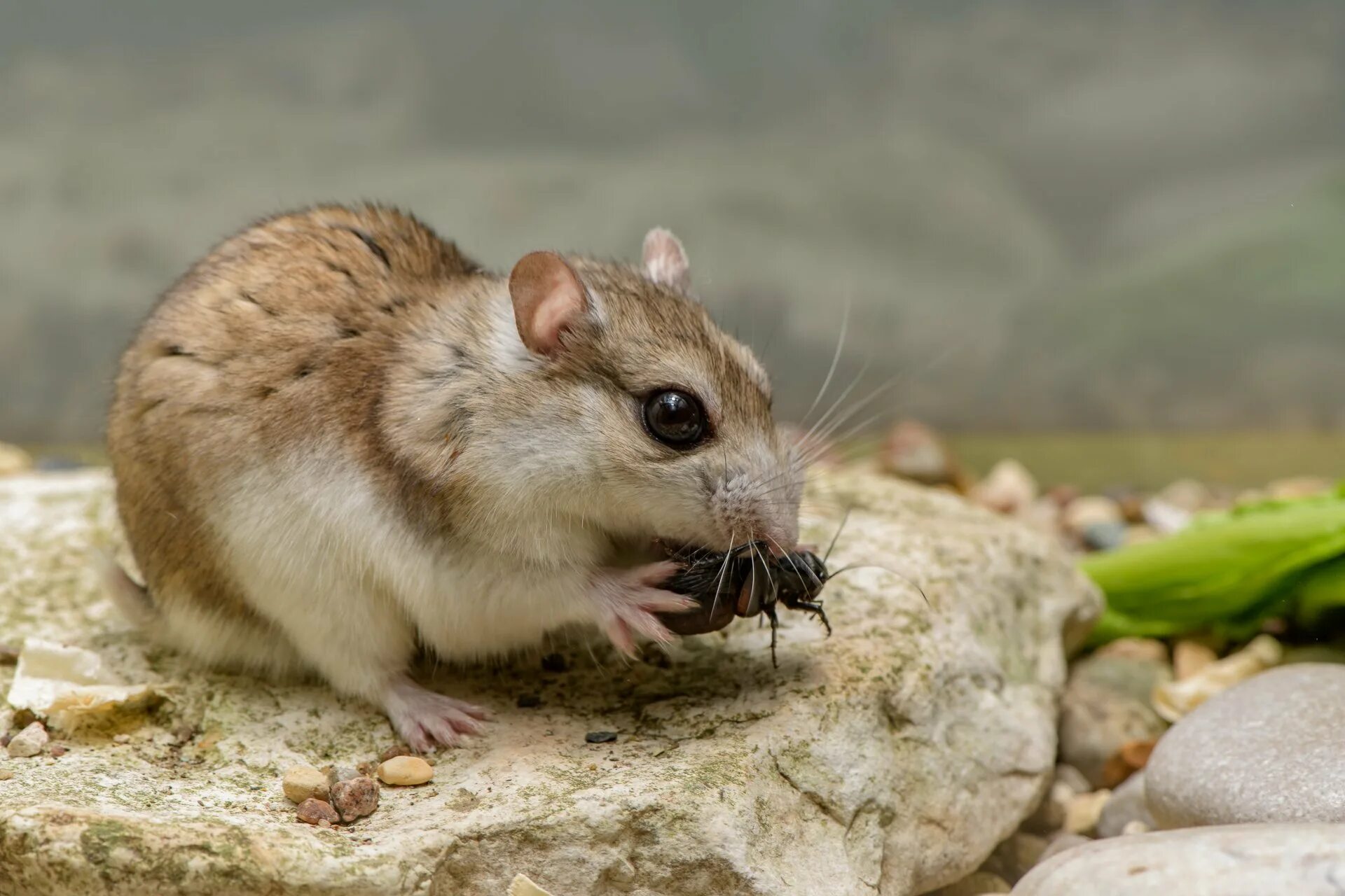 Хомяк эверсманна монгольский. Плотоядный хомяк. Хоботноголовым кускусом. Мыши питаются насекомыми. Хомяк джунгарский.