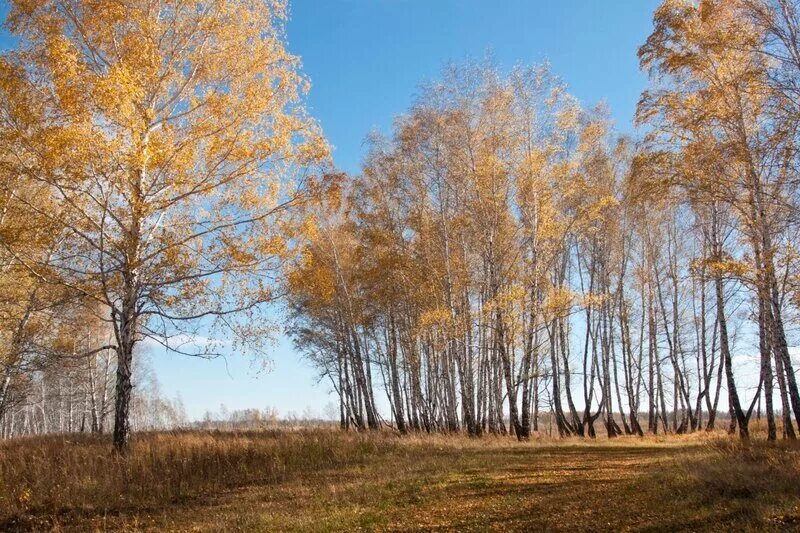 Октябрьские картинки. Октябрьский лес. Пейзаж Лесной Октябрьский. Октябрьский лес фото. Солнечный октябрь.