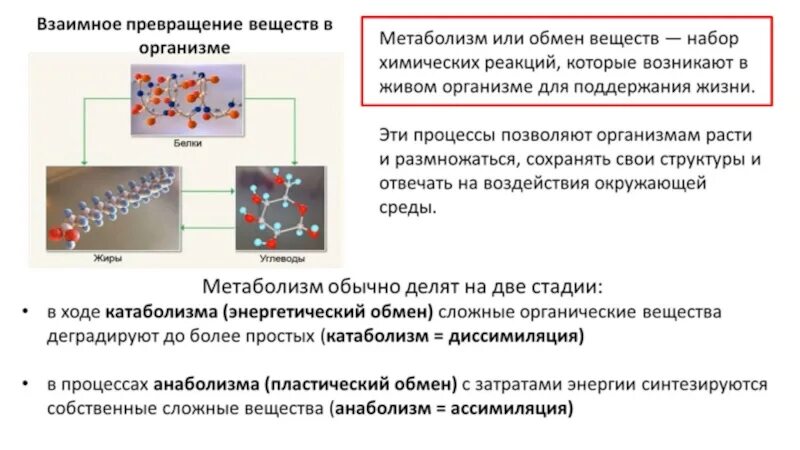 Веществами в течение нескольких. Взаимное превращение веществ в организме. Взаимопревращения веществ в процессе метаболизма. Взаимопревращение органических веществ в организме. Взаимное превращение веществ в организме схема.