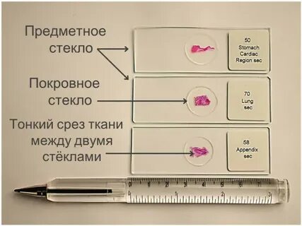 Препарат на предметном стекле