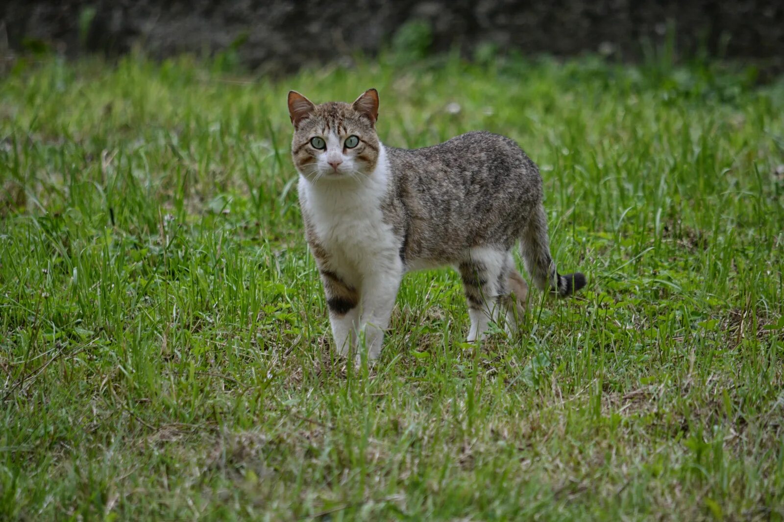 Коты ездят. Кот в траве. Кот ходит. Трава для кошек. Кошка идет.