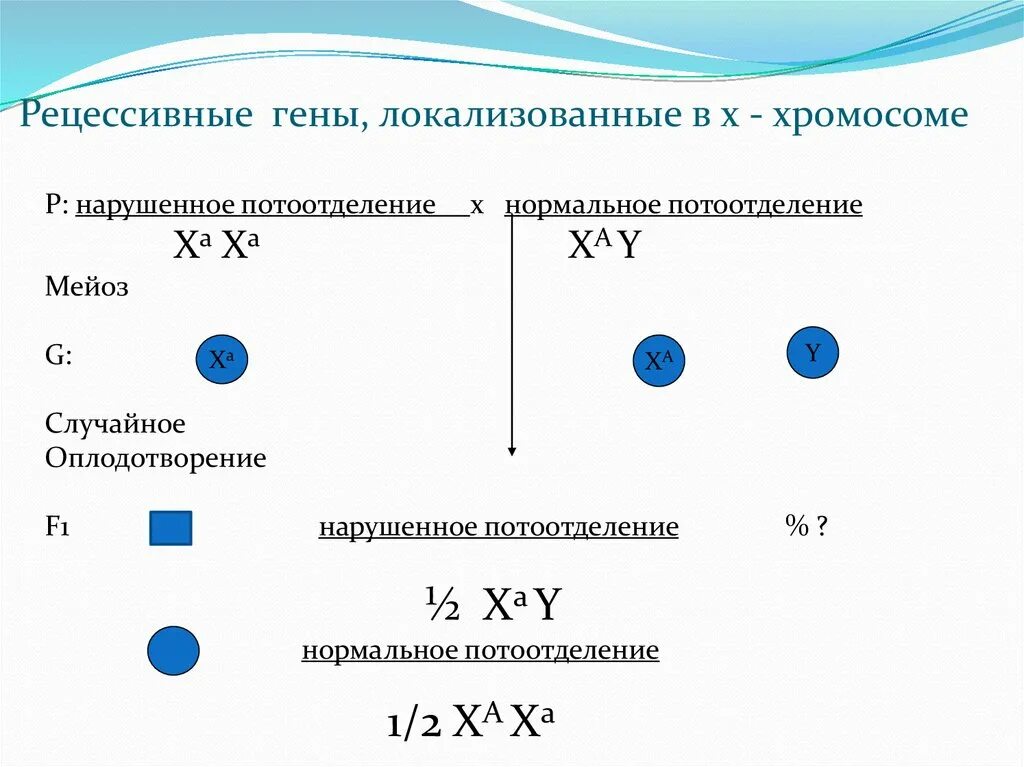 Рецессивные гены. Доминантные и рецессивные гены. Рецессивные гены локализованные в х-хромосоме. Локализован в х хромосоме это.