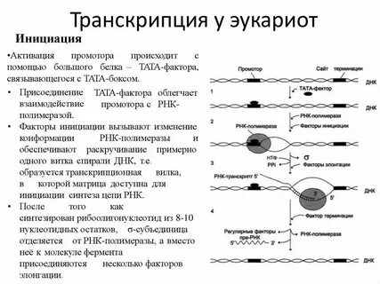 Укажите характеристики процесса транскрипции