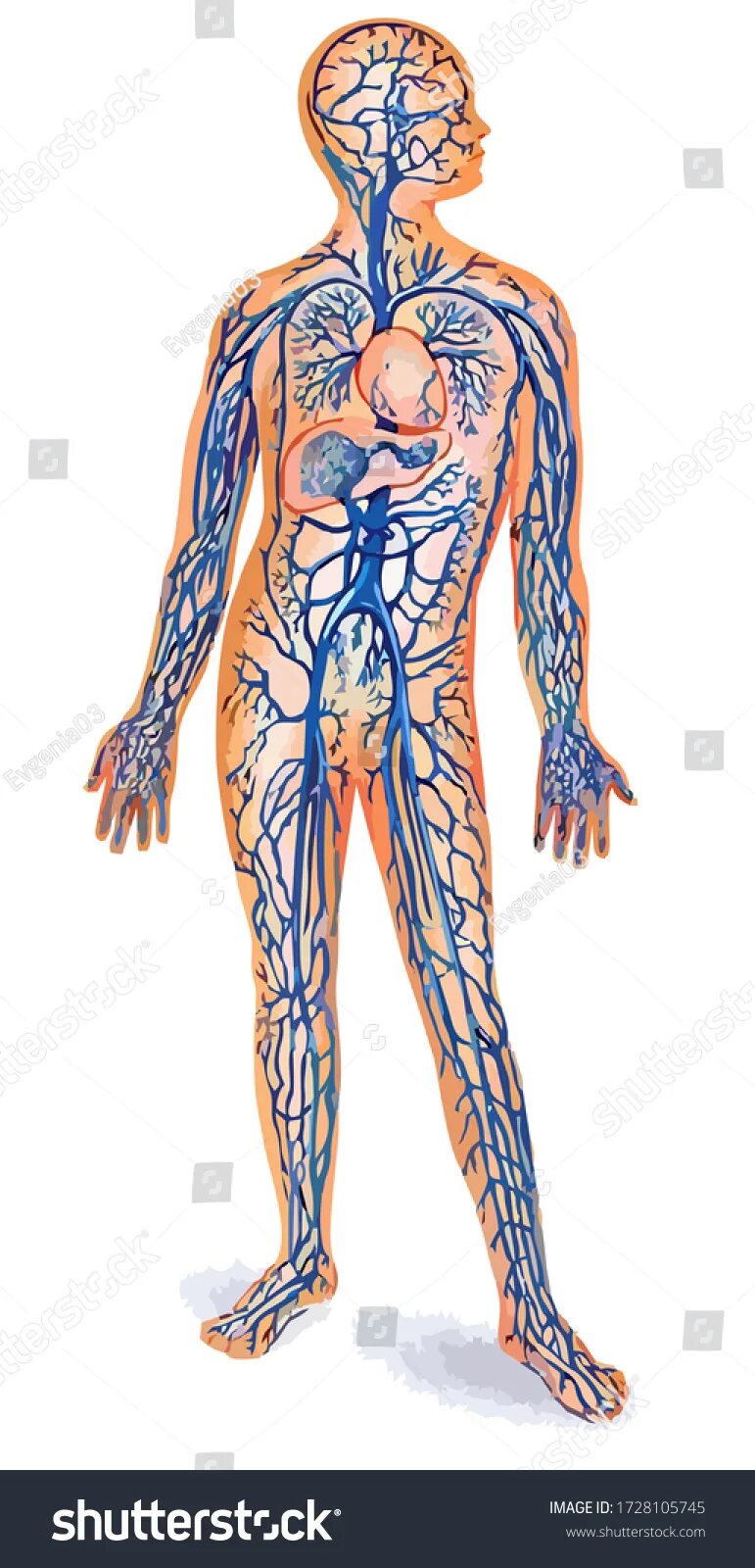 Самая большая вена как называется у человека. Венозная система человека анатомия. Венозная система человека анатомия схема. Артериальная система кровообращения. Вены большого круга кровообращения анатомия.