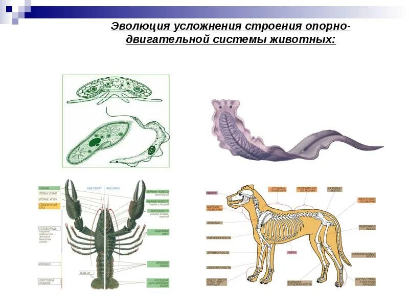 Схема способов передвижения животных. Развитие опорно-двигательной системы животных схема. эволюция покровов тела и опорно-двигательного аппарата животных. эволюция опорно-двигательной системы 8 класс биология животных. опорно двигательная система животных биология 7 класс.
