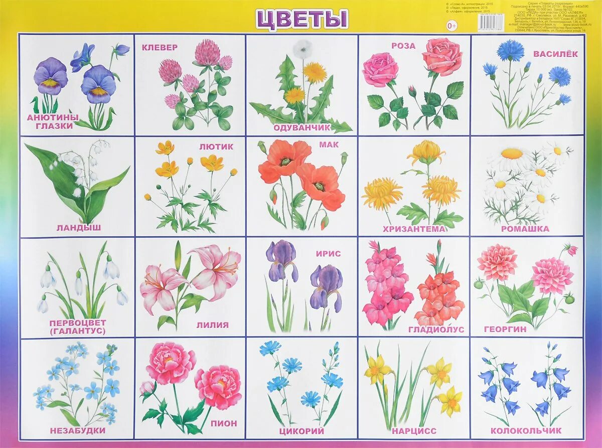 Карточки с изображением цветов. Названия цветов для дошкольников. Цветы карточки для детей. Цветы картинки для детей с названиями. Какие цветы знаешь назови