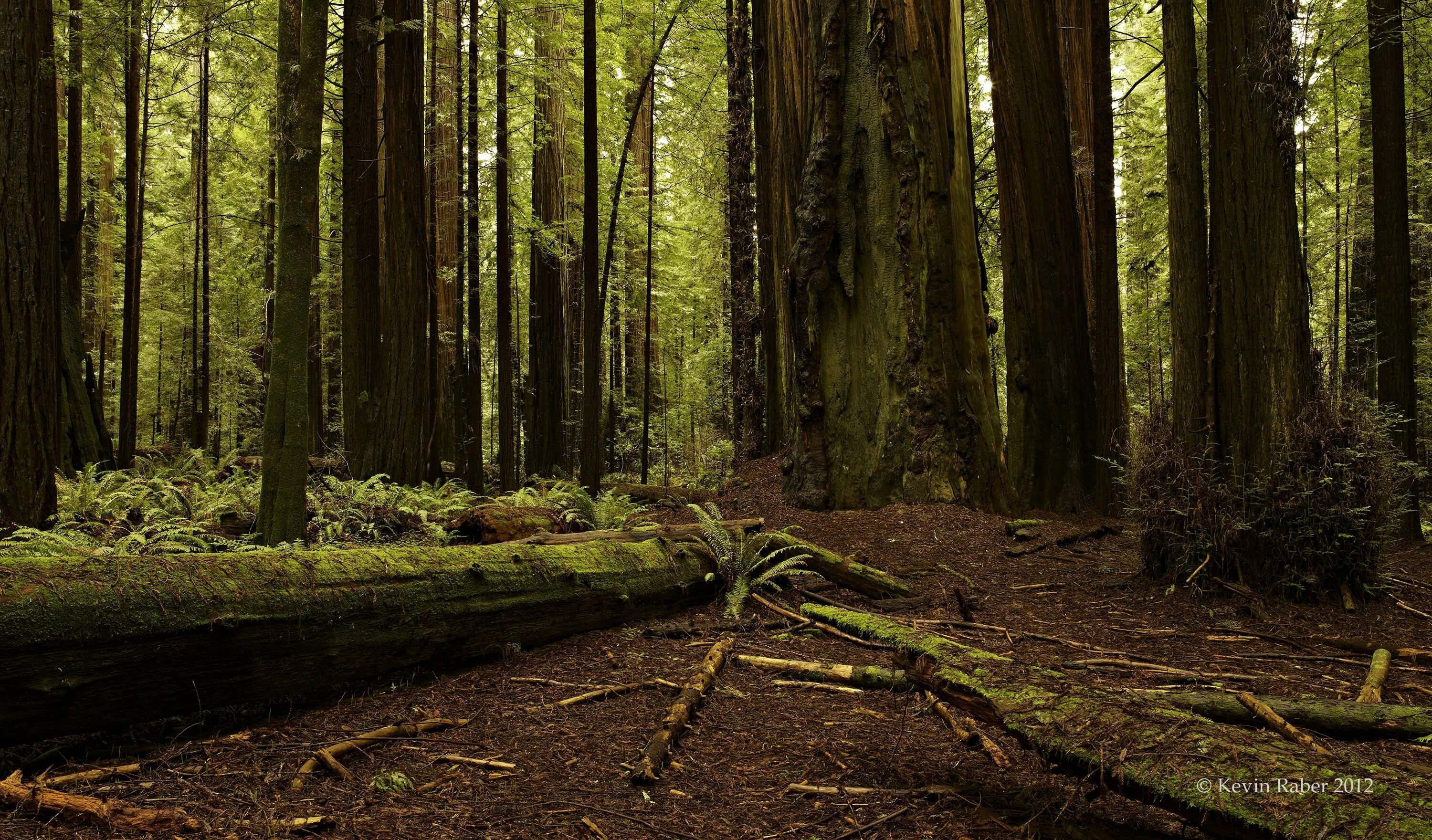Forest grounded