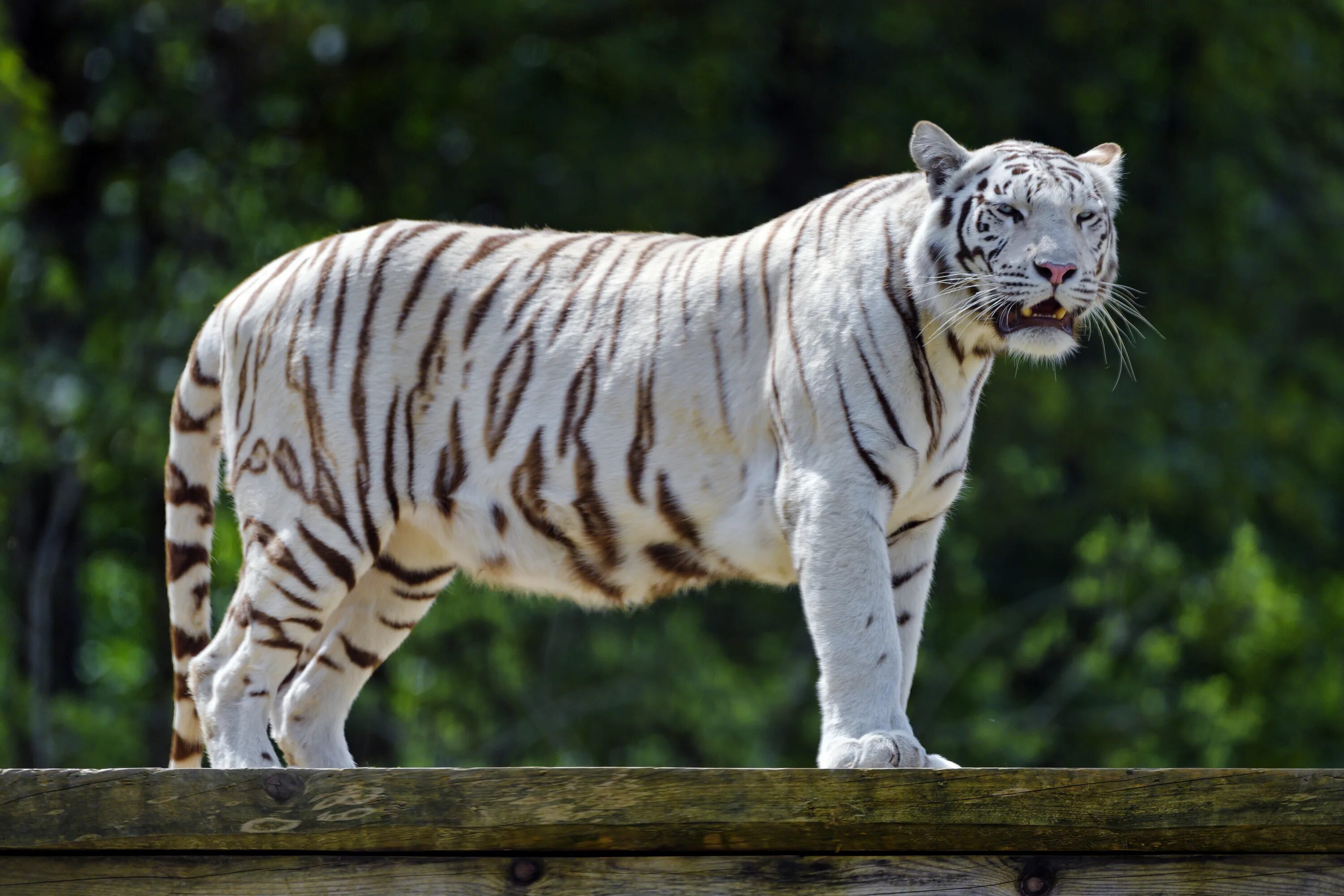 Королевский бенгальский тигр. Белый бенгальский тигр. Белый тигр и бенгальский тигр. Королевский бенгальский тигр белый. Бенгальский тигр подвид тигра