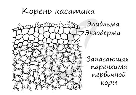 Экзодерма