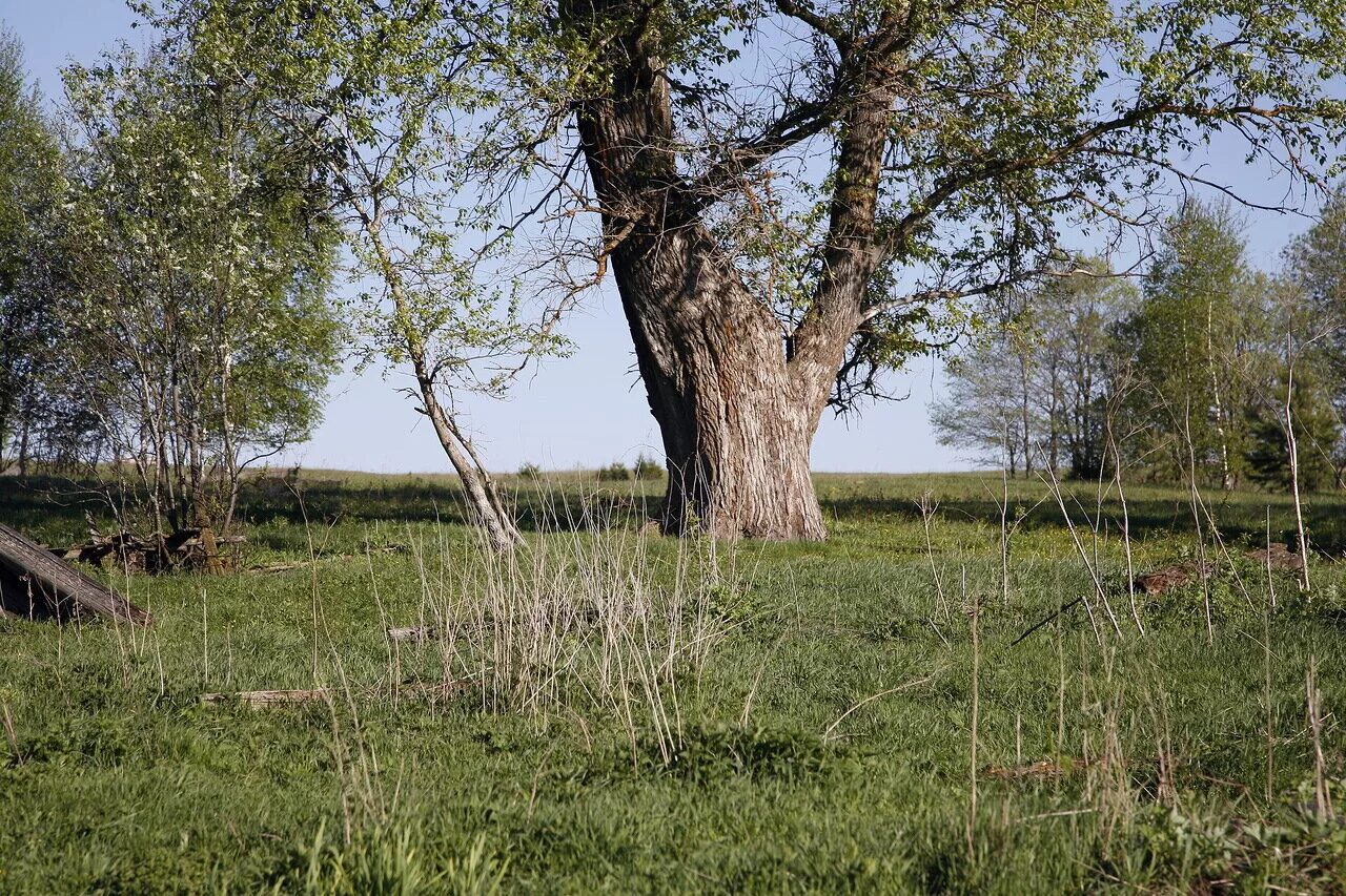 деревня копки селтинский район. погода в копках селтинского р на. село копки селтинский район удмуртия. деревня копки селтинский район. церковь андреевцы селтинский район.