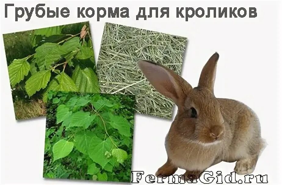 Деревьев можно давать кроликам. Деревьев можно давать кроликам