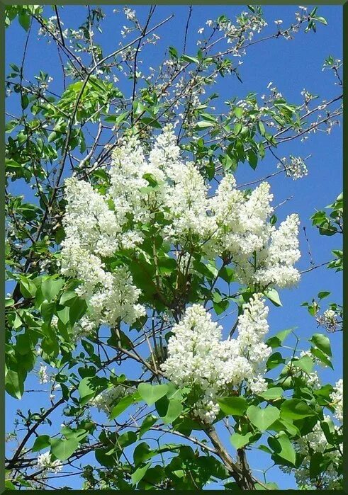 Плыл по городу запах сирени песня слушать. Сирени плыл. Облако проплыло сирень цвела. Плыл над городом запах сирени картинки. Плыл над городом запах сирени кто поет.