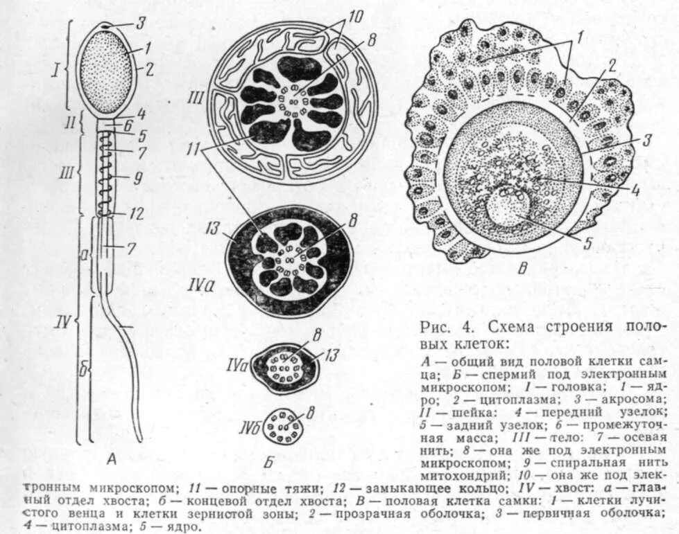 Рисунок мужской половой клетки. Строение половых клеток яйцеклетка. Строение половых клеток яйцеклетка и сперматозоид. Строение яйцеклетки собаки. Схема строения яйцеклетки.