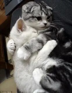 Хочу кошечек