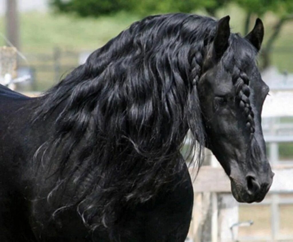 Конь с черной гривой. Фризская лошадь гнедая. Фризская порода лошадей Вороная. Фризская Аппалуза.