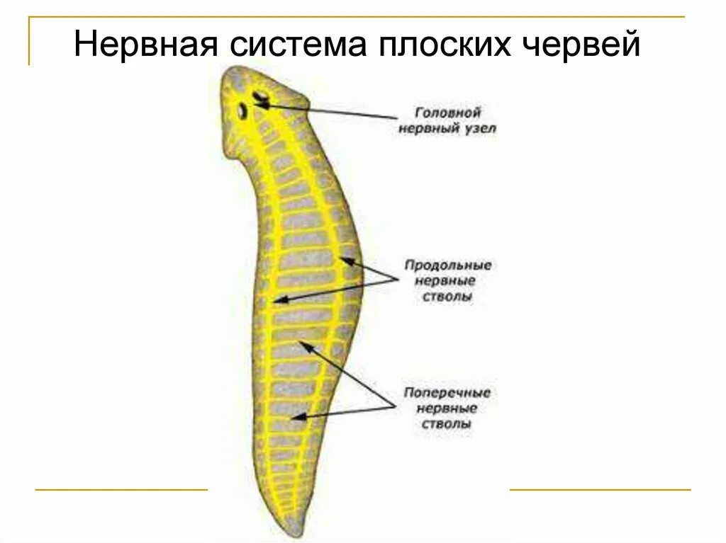 Лестничные черви. Лестничный Тип нервной системы планерии. Плоские черви нервная система лестничного типа. Нервная система плоских червей планарии. Нервная система лестничного типа у червей.