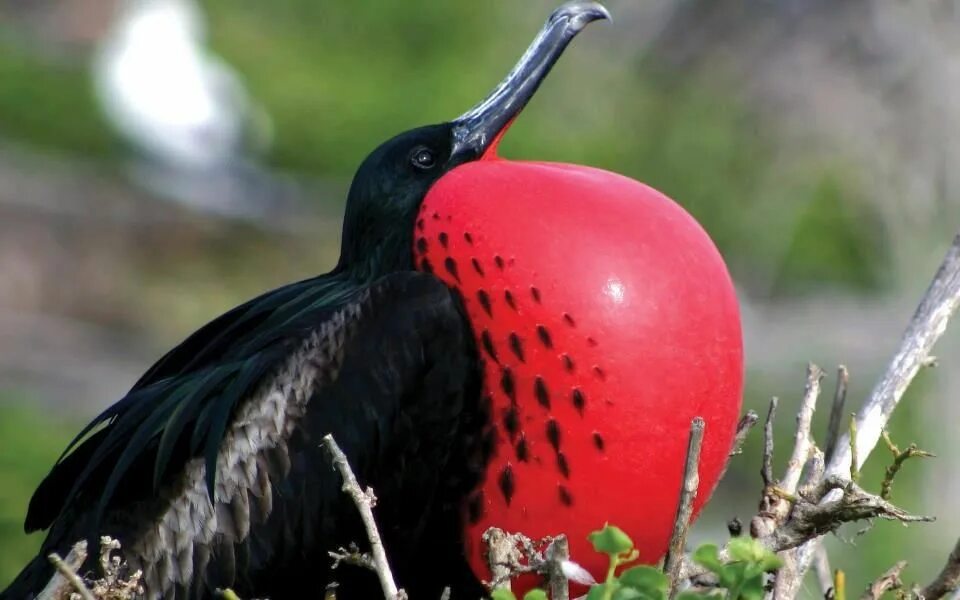 Файл:Male great frigatebird.JPG - Википедия