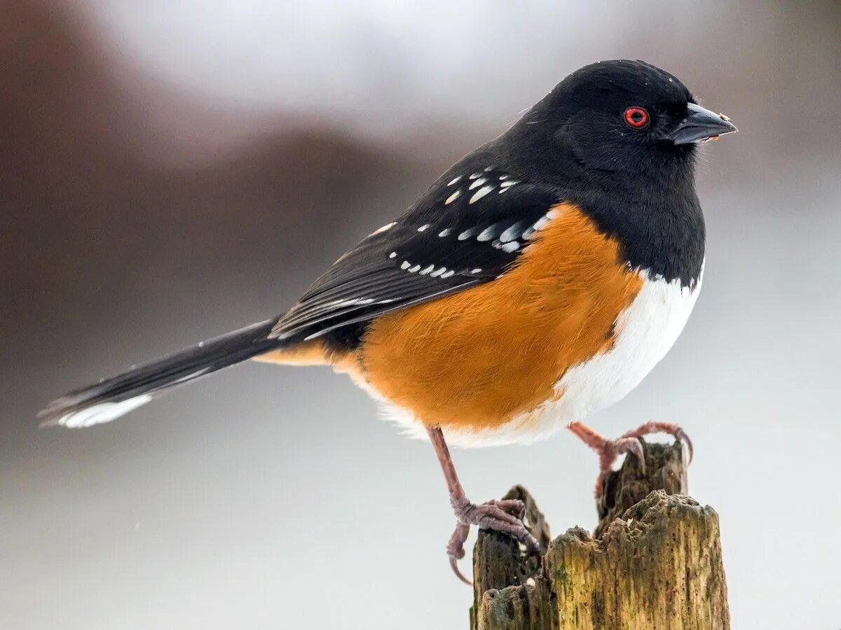 Spotted Towhee птица. Орнитология. Eastern Towhee. Белль с птицей.